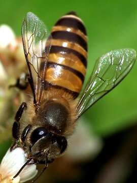 Image of Apis cerana Fabricius 1793