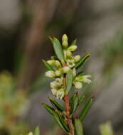 Image of Monotoca scoparia (Smith) R. Br.