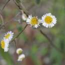 Image of Oak-Leaf Fleabane