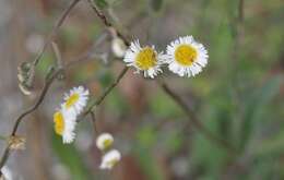 Image of Oak-Leaf Fleabane