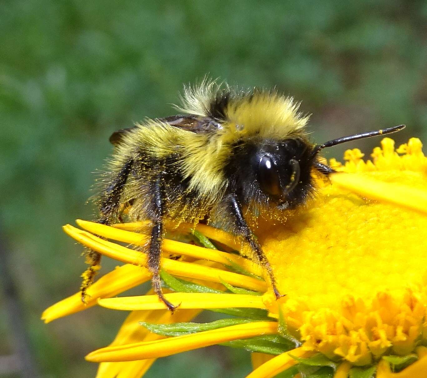 Image of <i>Bombus <i>flavidus</i></i> flavidus