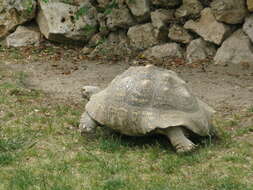 Image of Stigmochelys