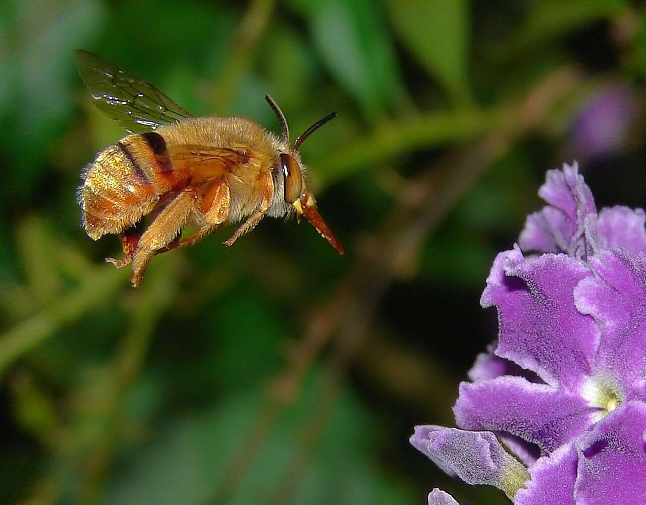 Duranta resmi