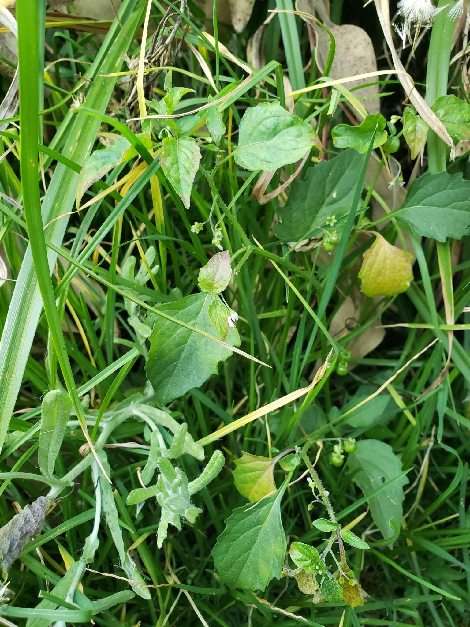 Plancia ëd Solanum nigrescens Mart. & Gal.