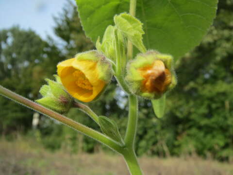 Imagem de Abutilon theophrasti Medik.