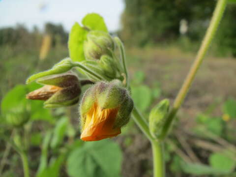 Imagem de Abutilon theophrasti Medik.