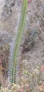 Image of Cleistocactus sepium (Kunth) F. A. C. Weber