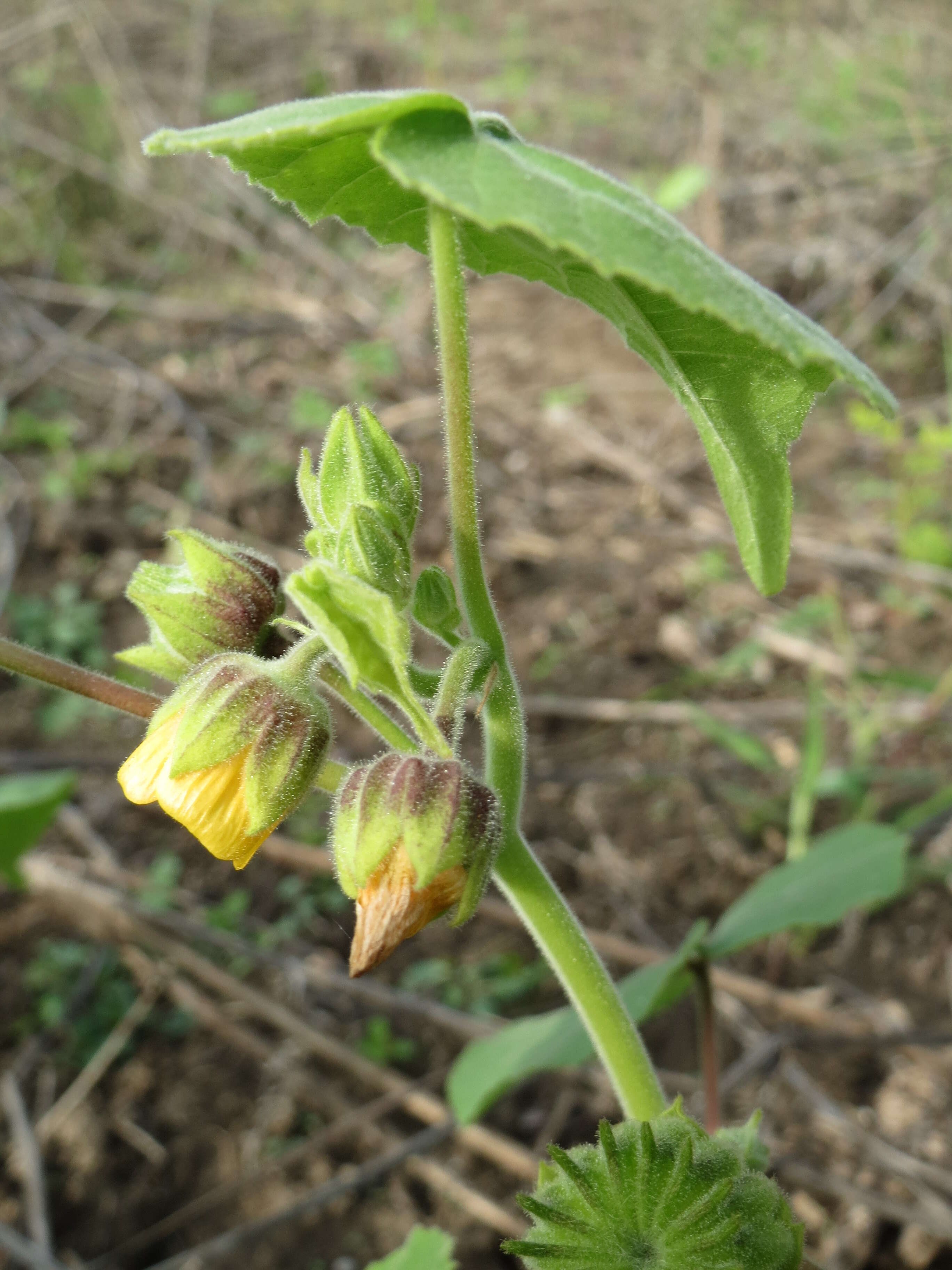 Image of Indianmallow