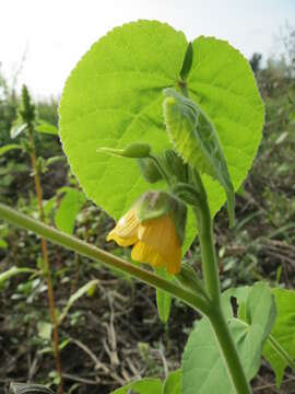 Imagem de Abutilon theophrasti Medik.