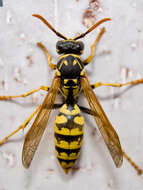 Image of European Paper Wasp