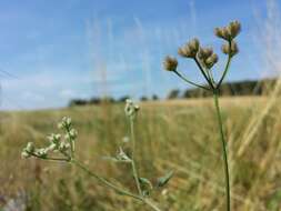 Image of spreading hedgeparsley