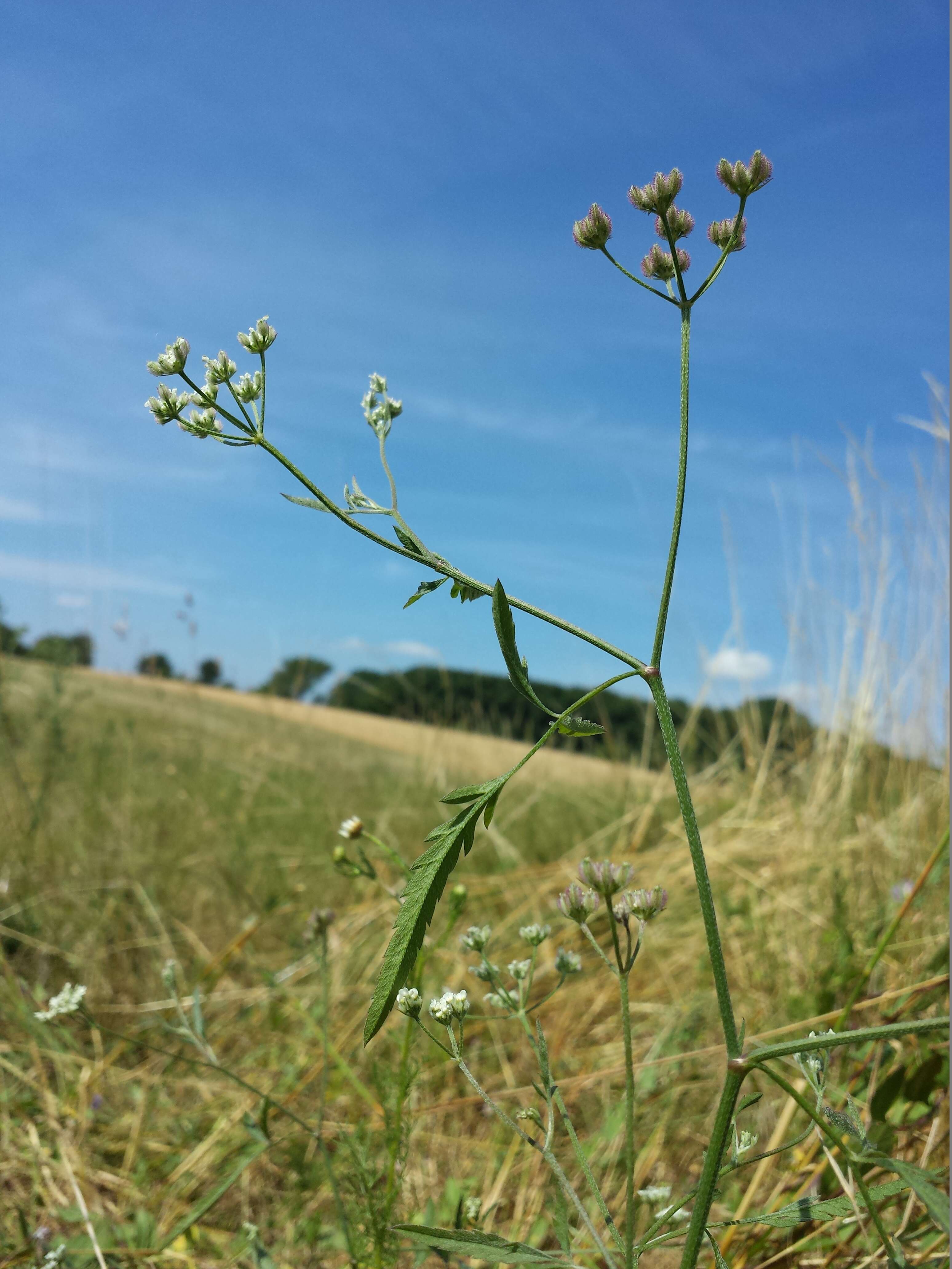 Image of spreading hedgeparsley