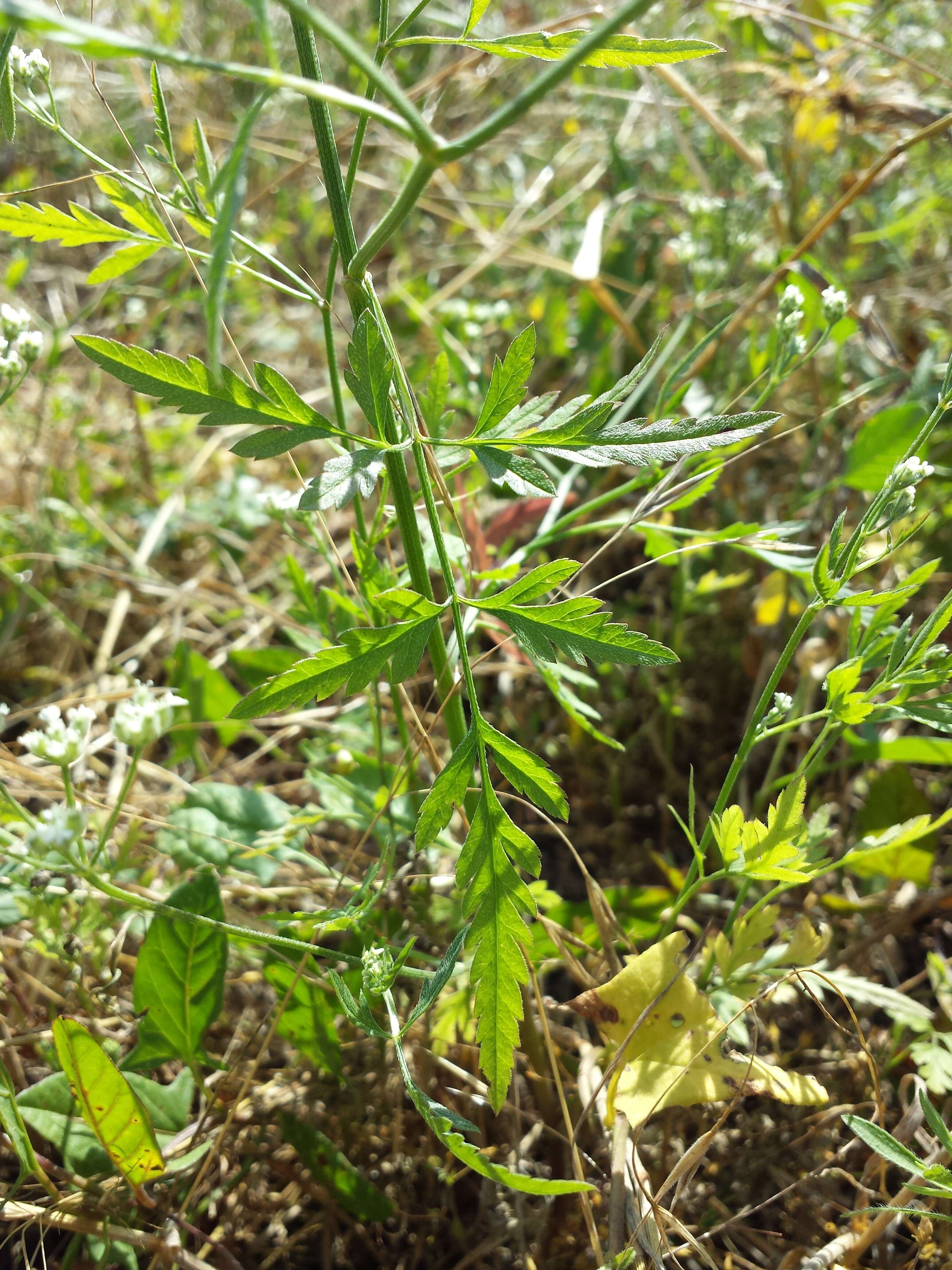 Image of spreading hedgeparsley