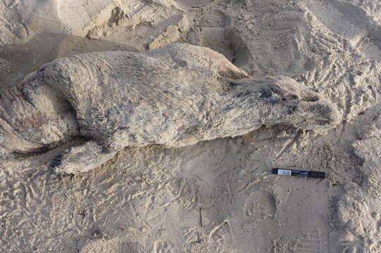 Image of bearded seal