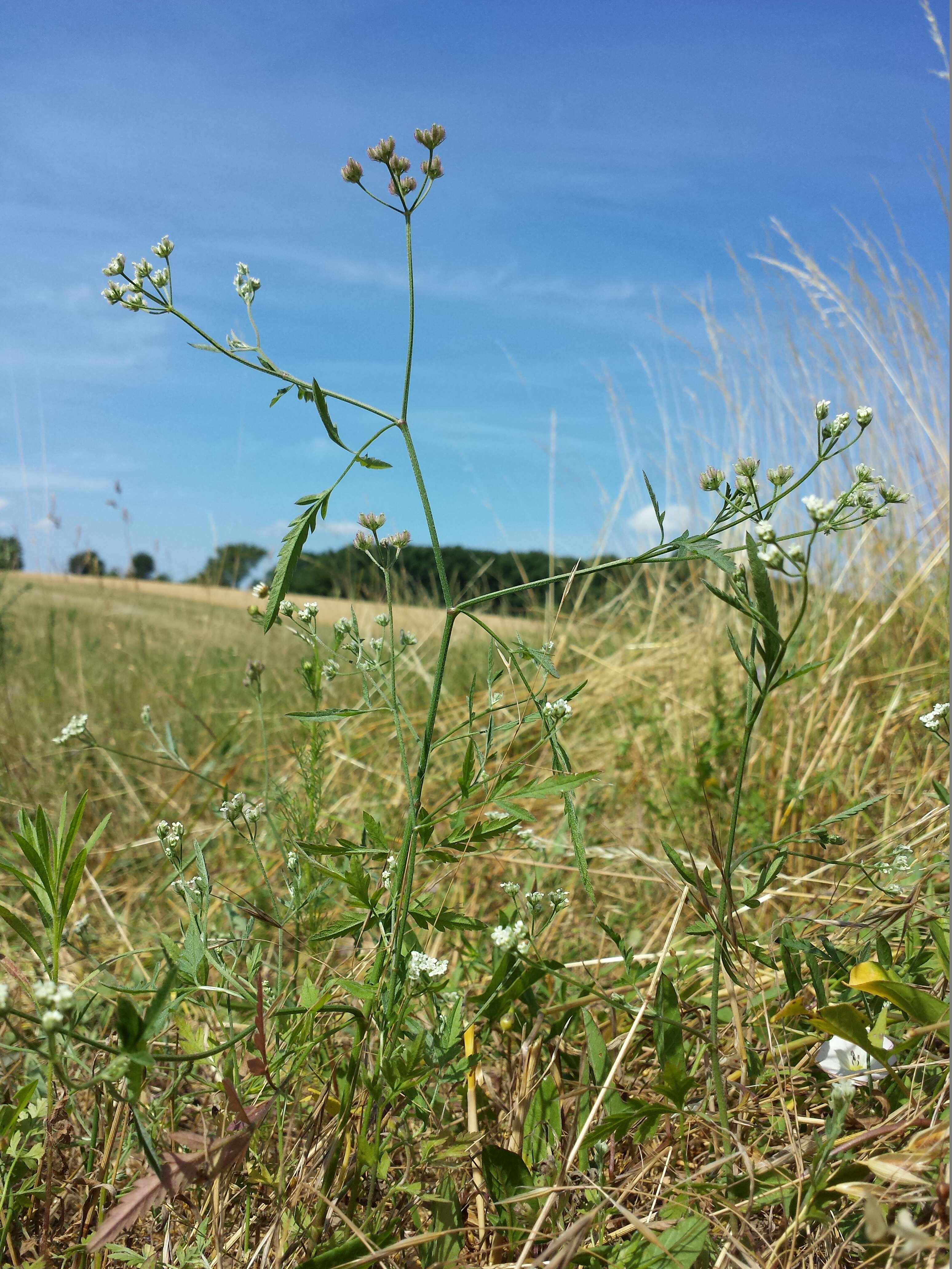 Image of spreading hedgeparsley