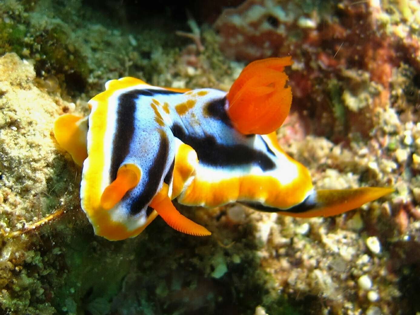 Image of Chromodoris colemani Rudman 1982