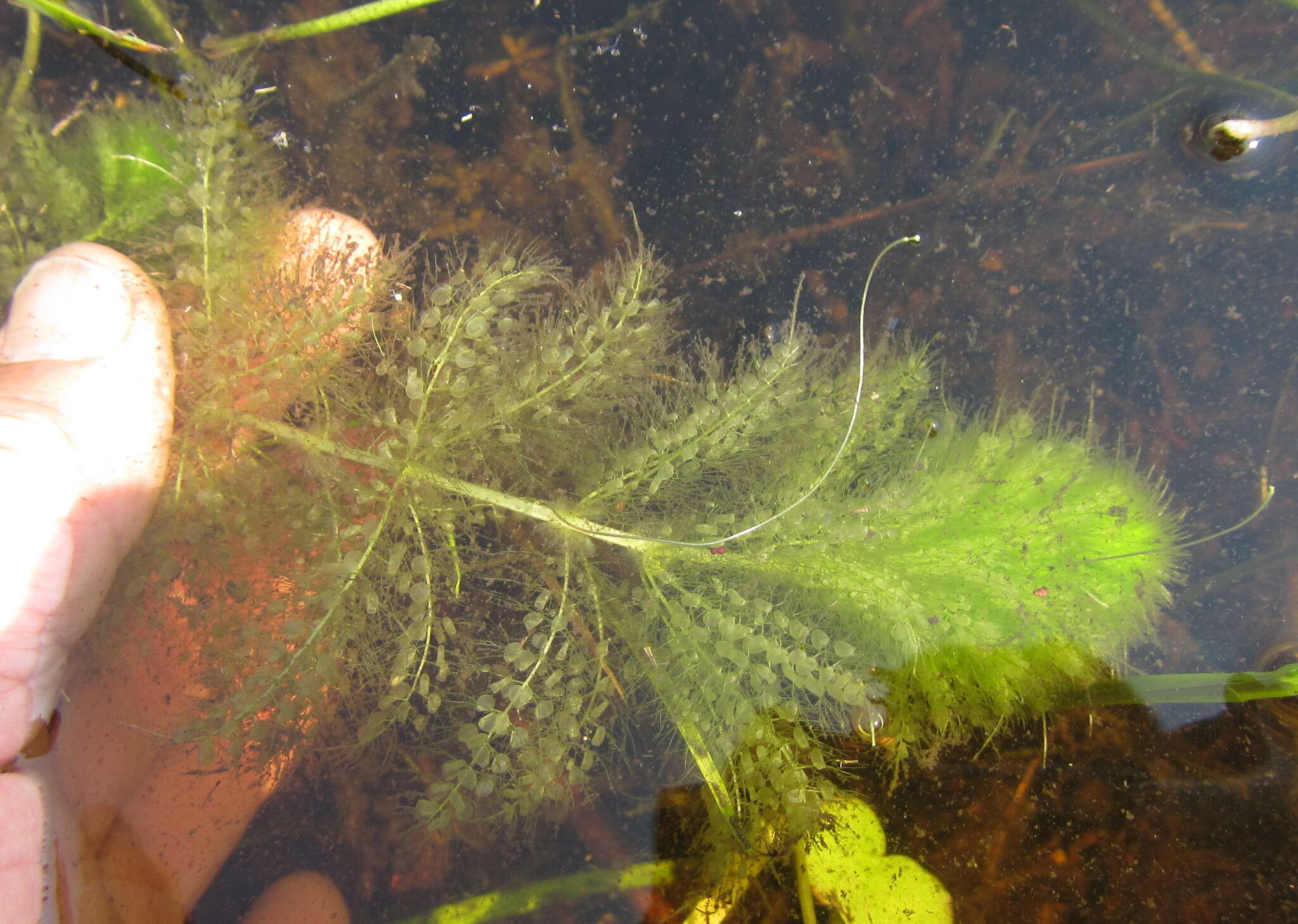 Image de Utricularia stellaris L. fil.