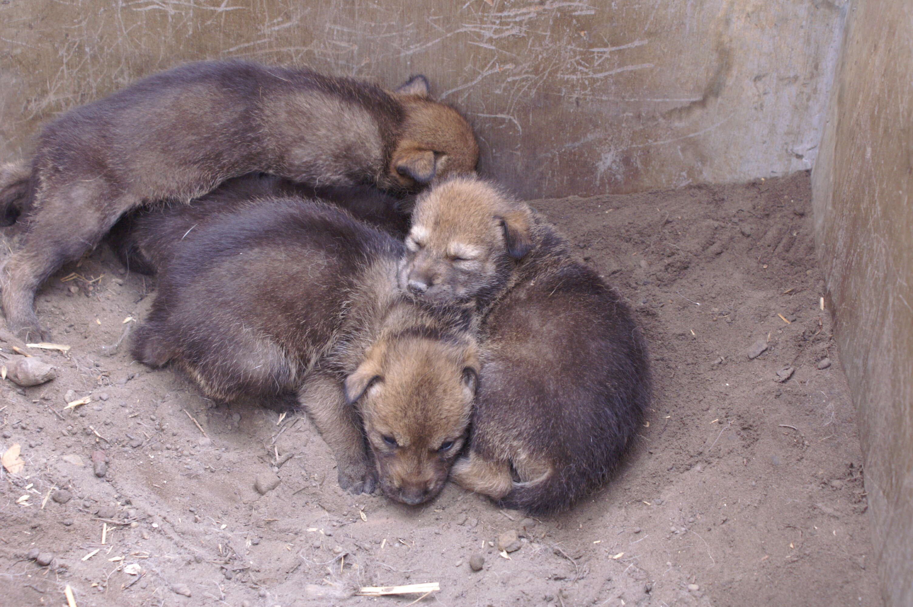 Image of Red wolf