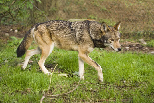 Image of Red wolf