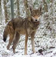 Image of Red wolf