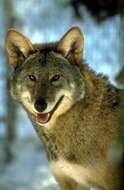 Image of Red wolf