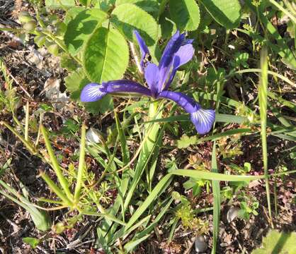 Image of Iris sintenisii Janka