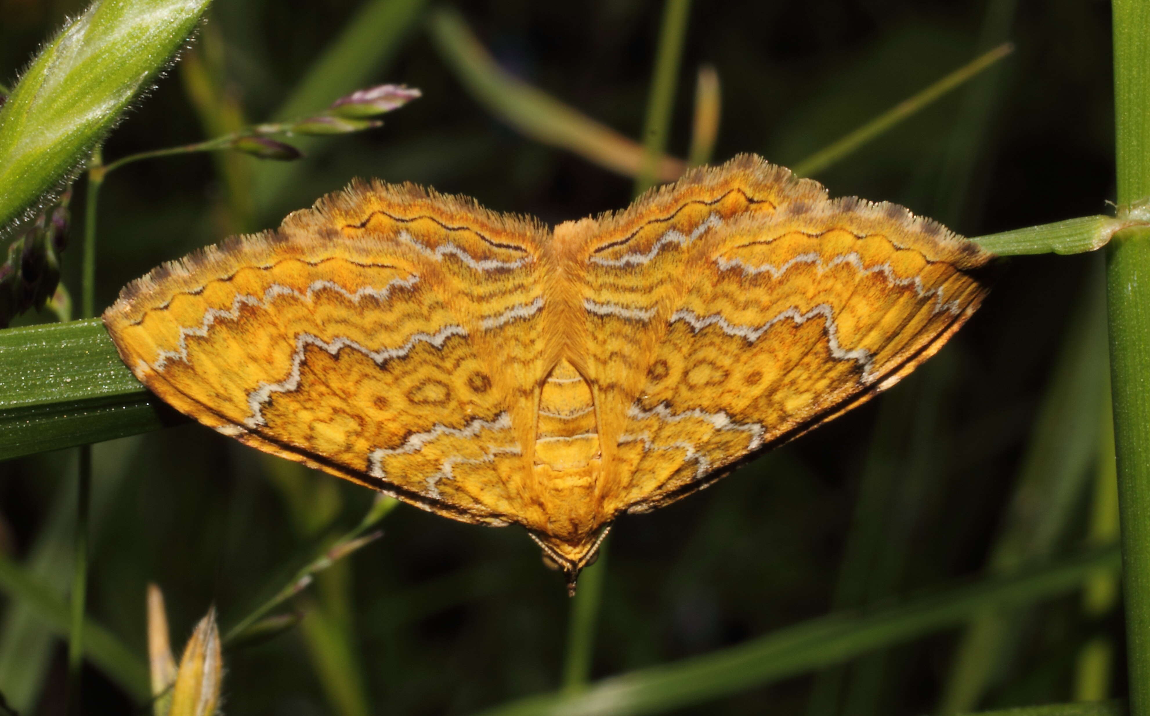 Image of Camptogramma bilineata