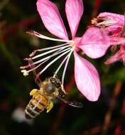 Image de Gaura