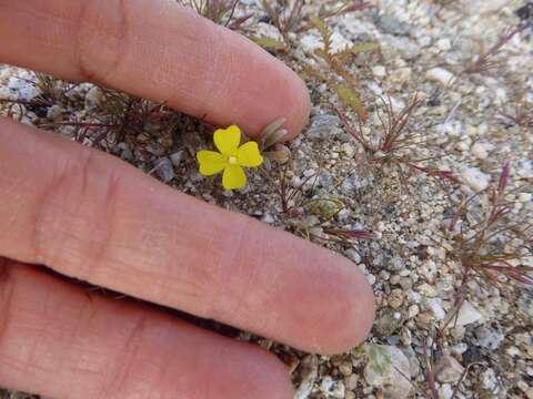 Image of paleyellow suncup