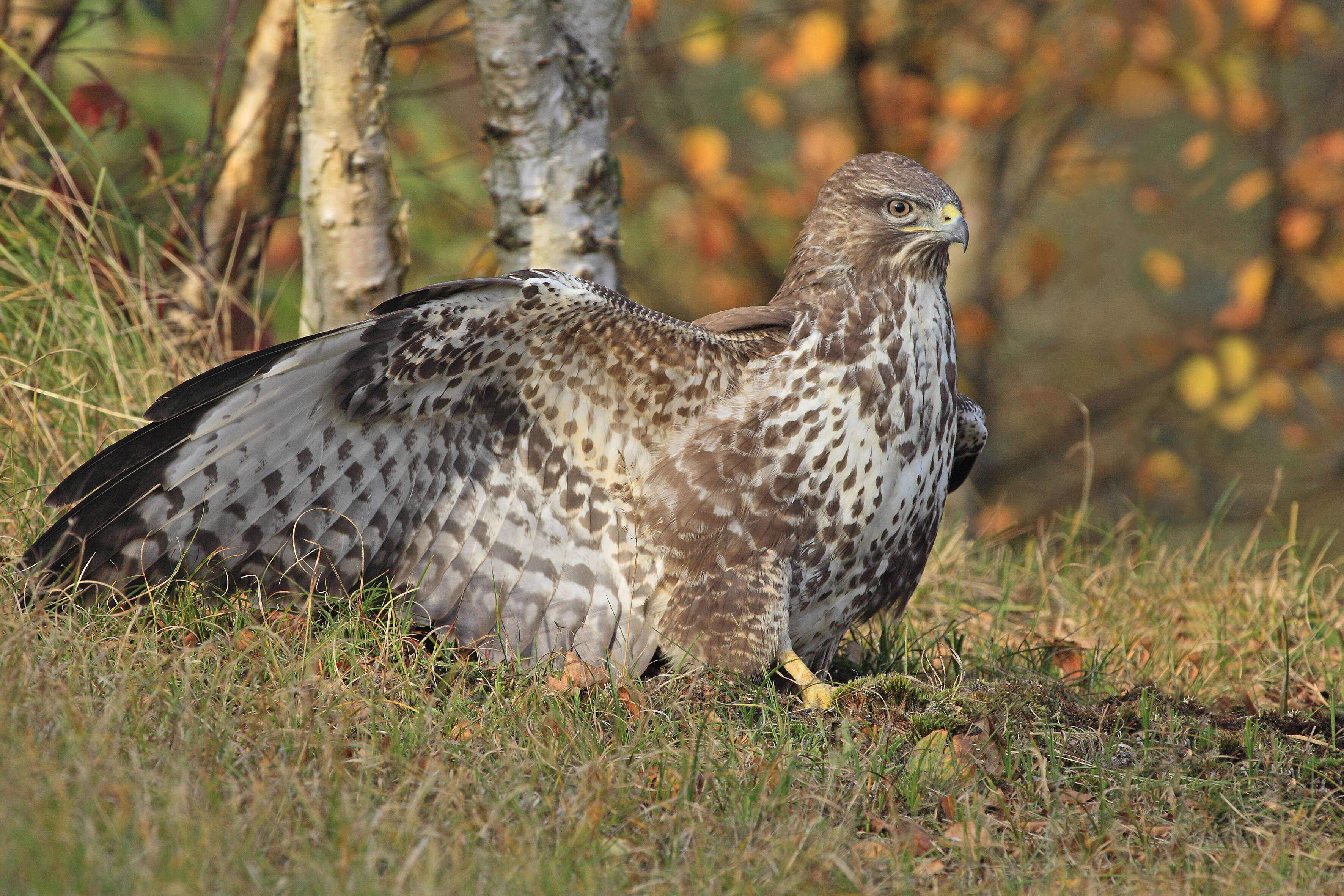 Image of Common Buzzard