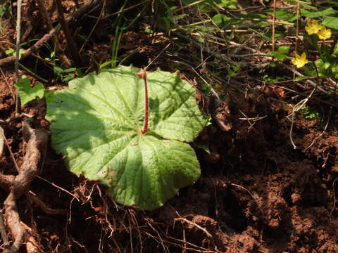 Image of Begonia monophylla Pav. ex A. DC.