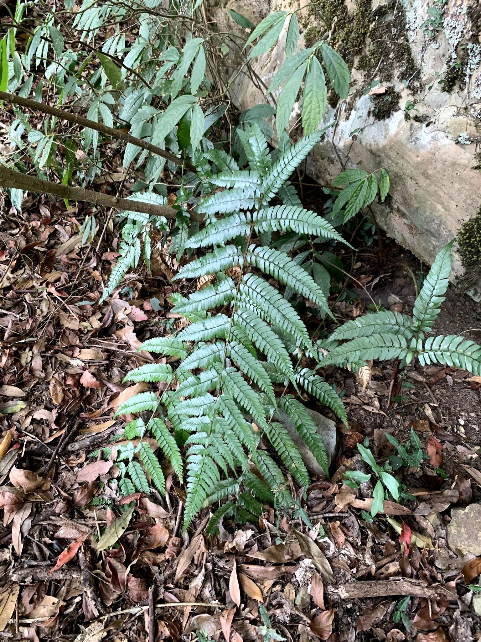 Plancia ëd Polystichum biaristatum (Bl.) Moore