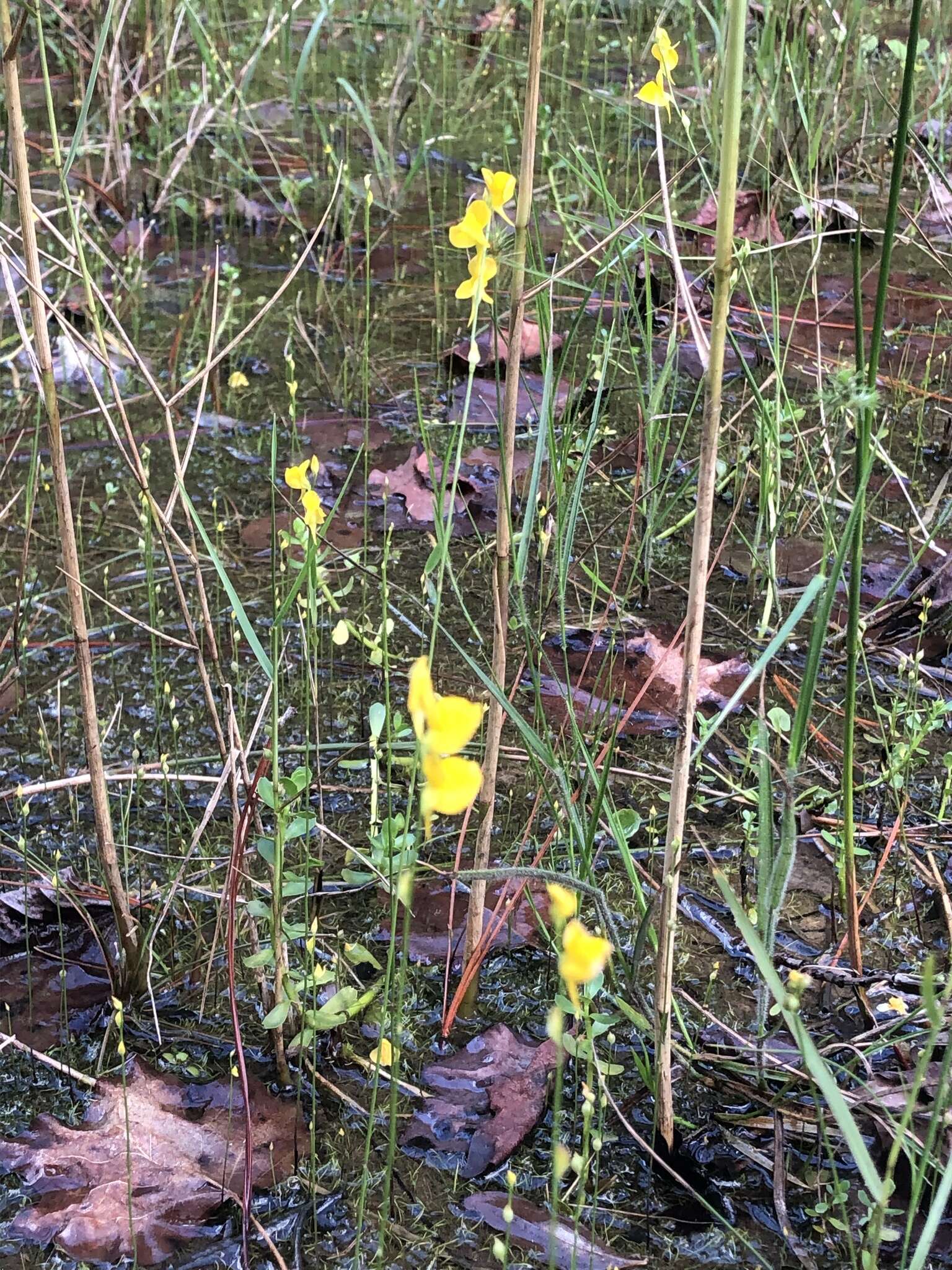 Слика од Utricularia juncea Vahl