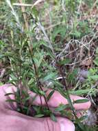 Image of Illinois pinweed