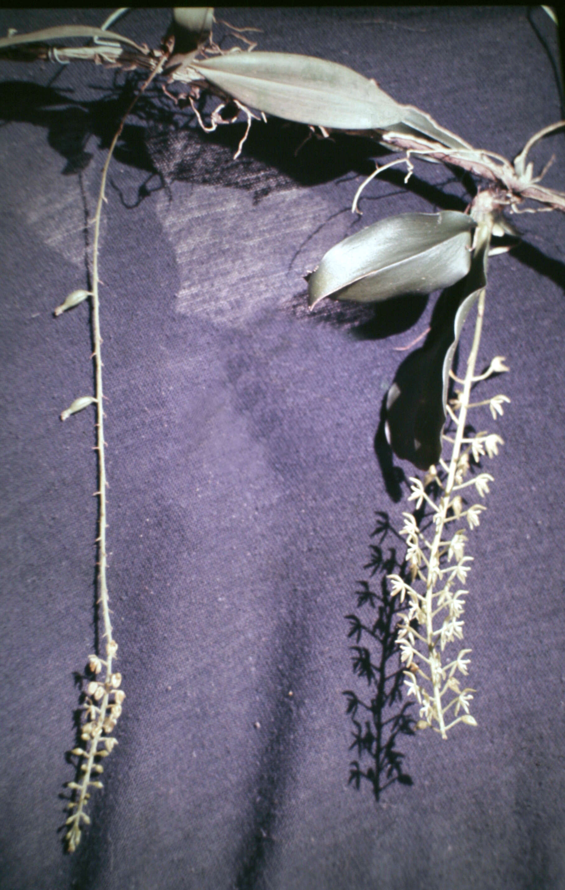 Image of Notylia sagittifera (Kunth) Link, Klotzsch & Otto