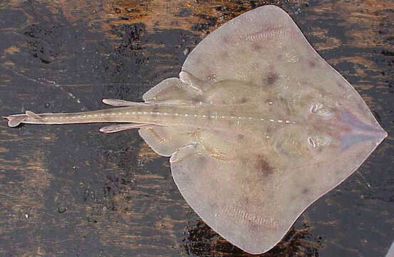 Image of Aleutian Skate