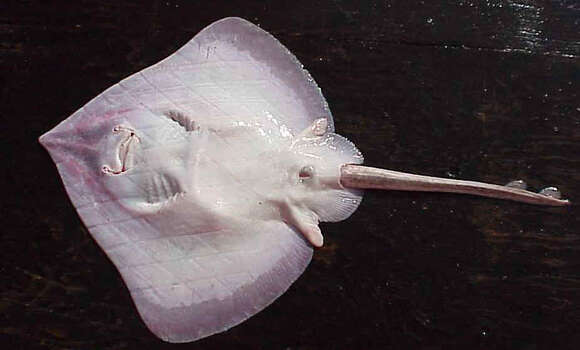 Image of Aleutian Skate