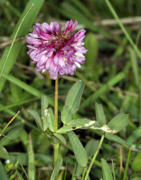 Sivun Trifolium beckwithii S. Watson kuva