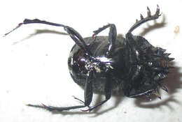 صورة <i>Scarabaeus bohemani</i>