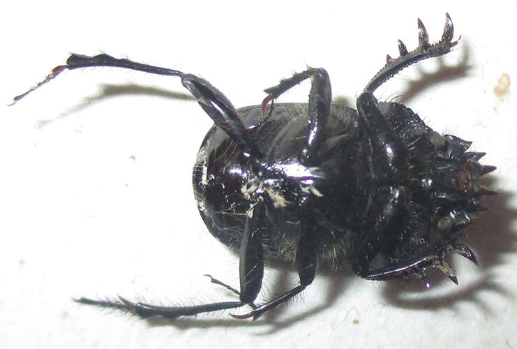 Image of <i>Scarabaeus bohemani</i>