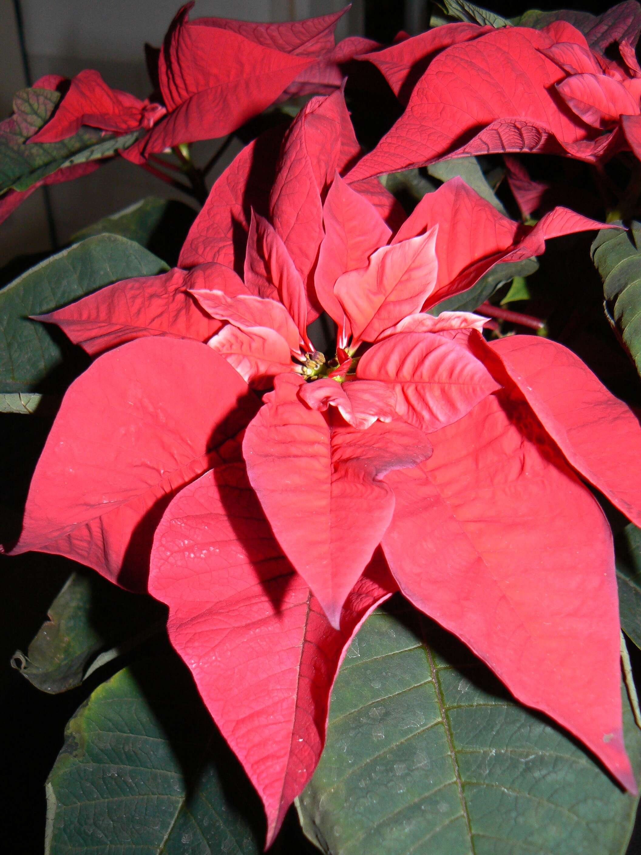 Image of poinsettia