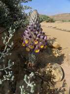 Image of Cistanche violacea (Desf.) G. Beck