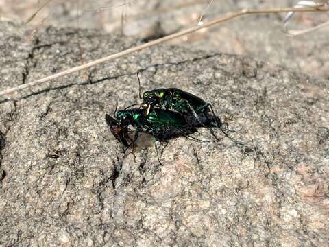 Imagem de Cicindela (Cicindela) denikei Brown 1934