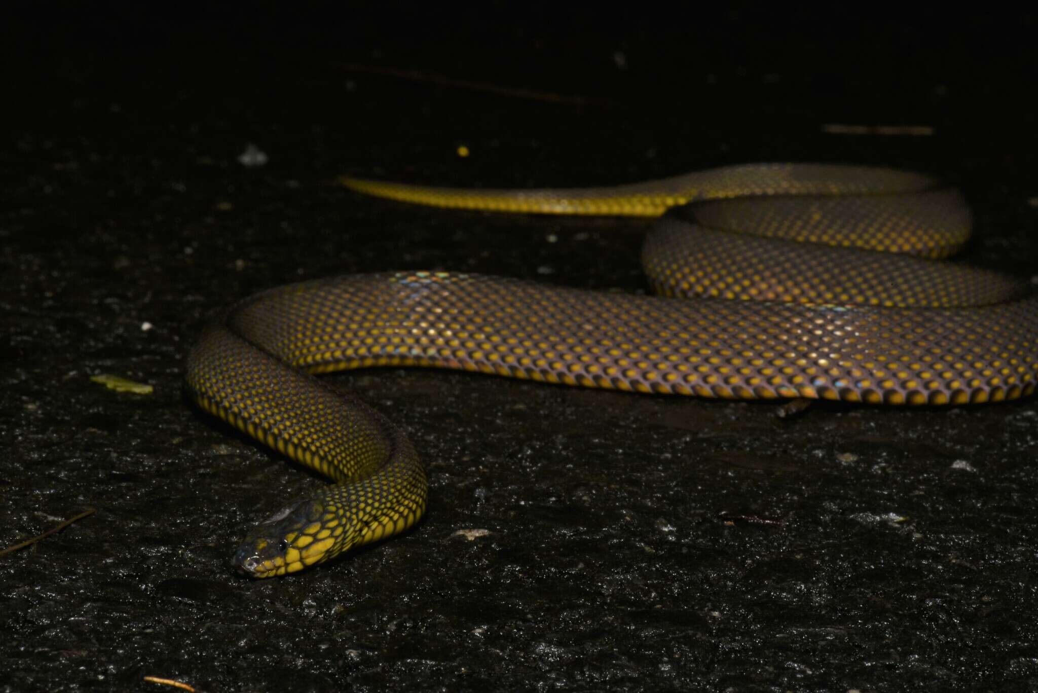Image of Black Odd-scaled Snake