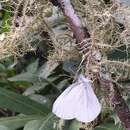 Imagem de Pieris virginiensis Edwards 1870