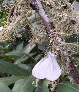 Pieris virginiensis Edwards 1870的圖片