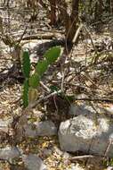 Dendrocereus undulosus (DC.) Britton & Rose的圖片