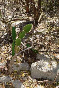 Image de Dendrocereus undulosus (DC.) Britton & Rose