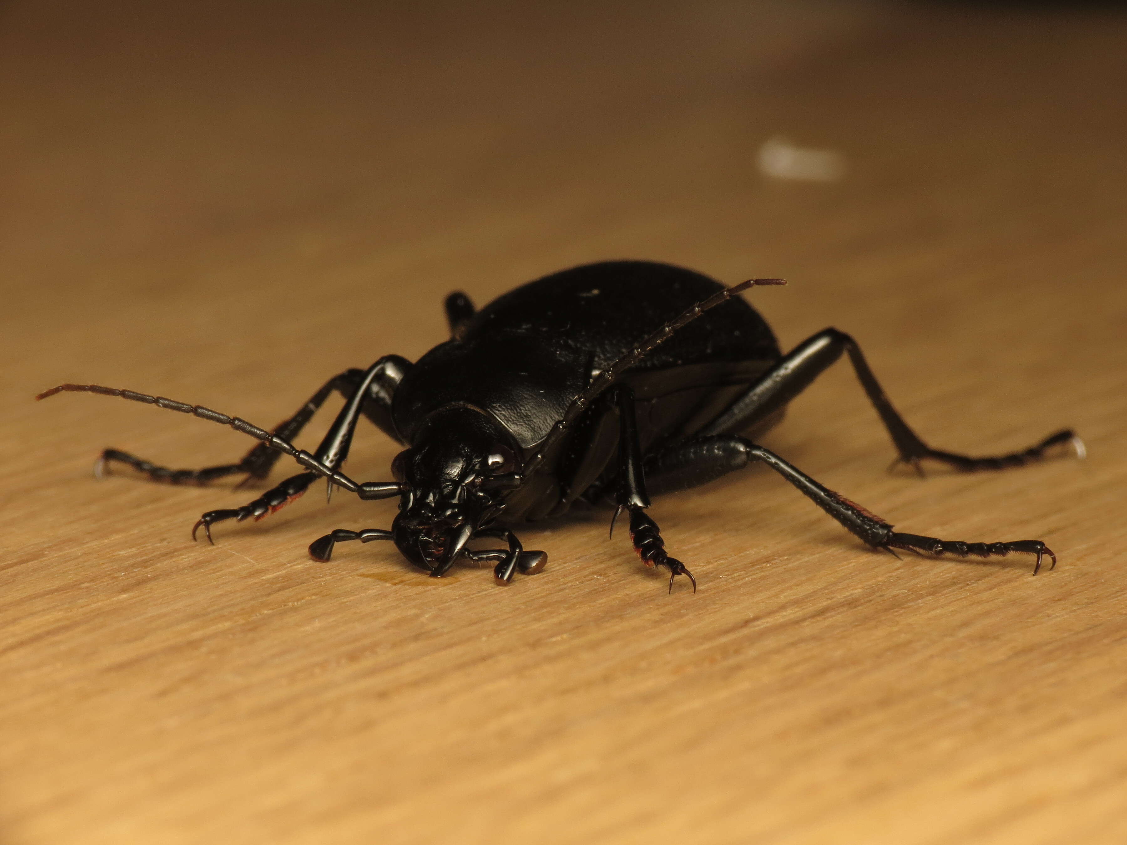 Image of Carabus (Procrustes) coriaceus Linnaeus 1758