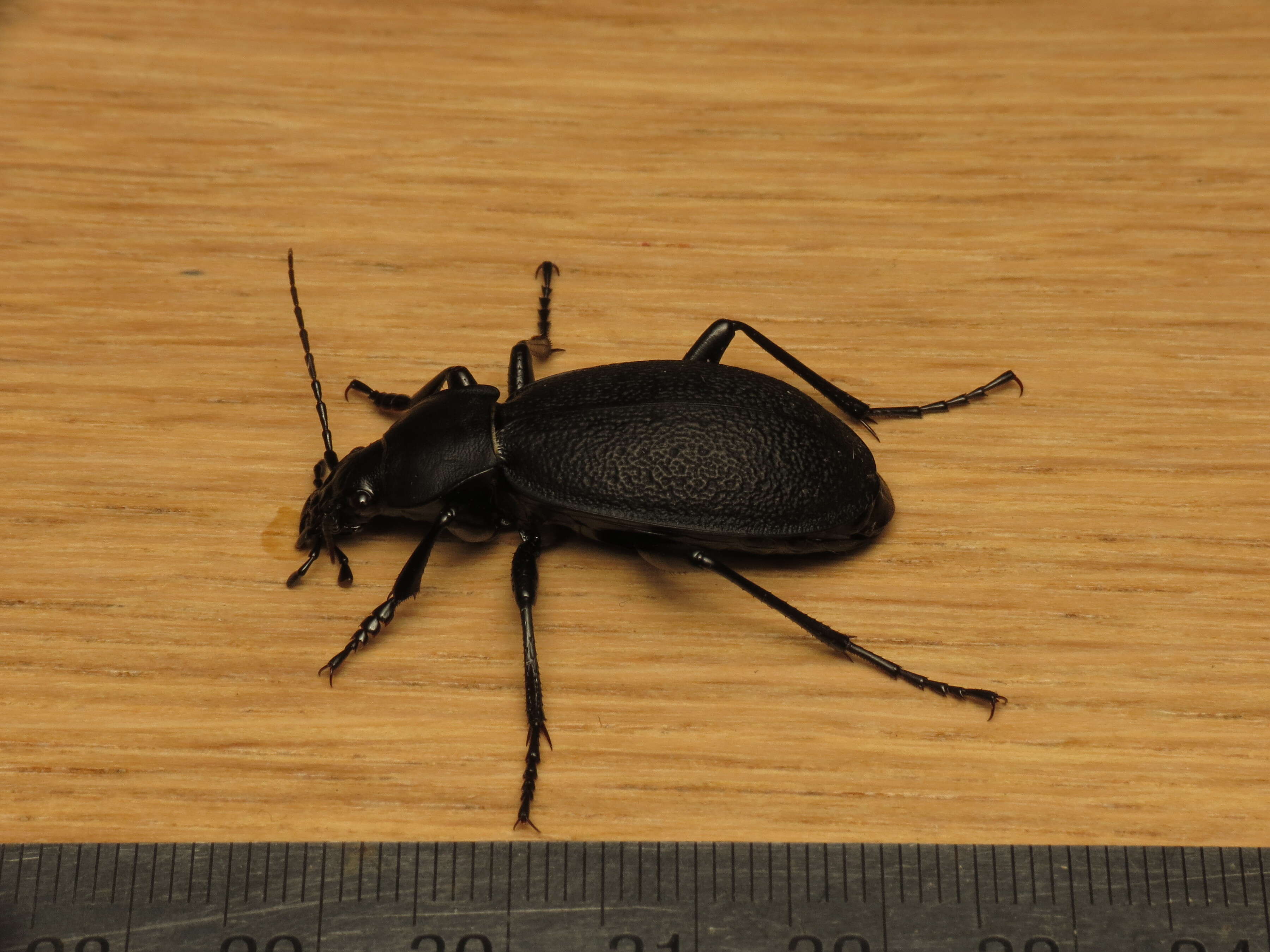 Image of Carabus (Procrustes) coriaceus Linnaeus 1758